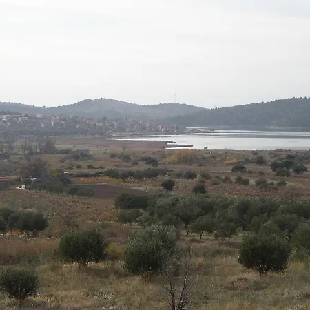 Maslina